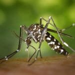 Mosquito Control In Tulsa OK
