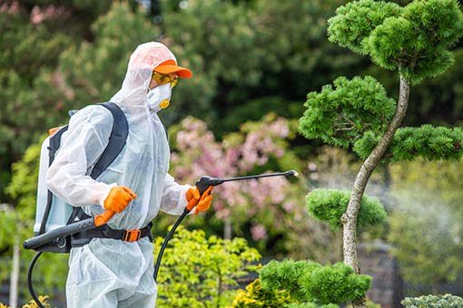 Pest exterminator treats the outside horticulture to prevent insect infestation on the interior of the house
