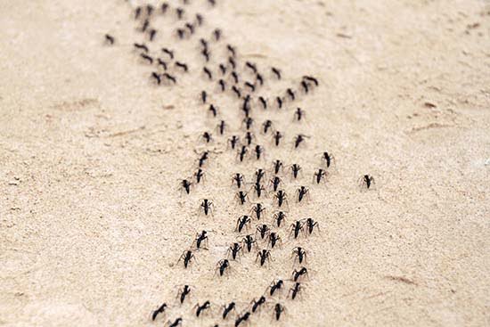 Ants on the march and need to be eliminated with a pest control expert