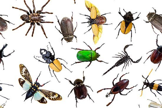 Pathfinder Pest Control in Tulsa OK