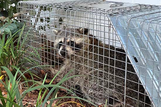 Catching and Releasing Raccoons in Tulsa and Surrounding Area