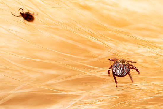 Image of various insects