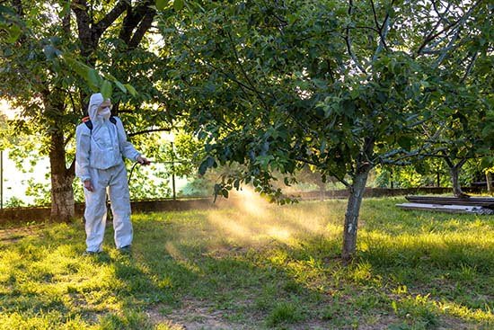 Man sprays insecticide outside in the back yard