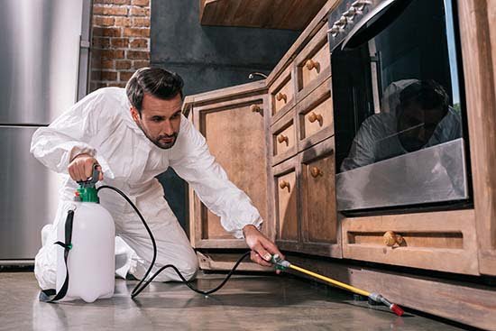 Roach exterminator spraying pesticides along the baseboard of a kitchen cabinet to eliminate diseases and contamination from cockroaches