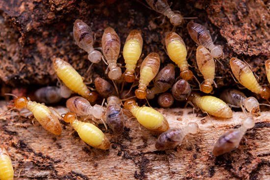 Tulsa Termite Treatment
