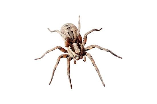 Our pest control service in Tulsa OK kills spiders in your home or office