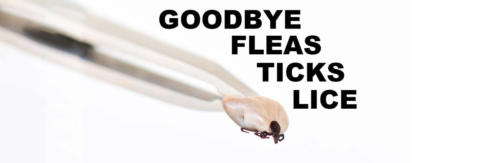 Tick removed from a dog with tweezers