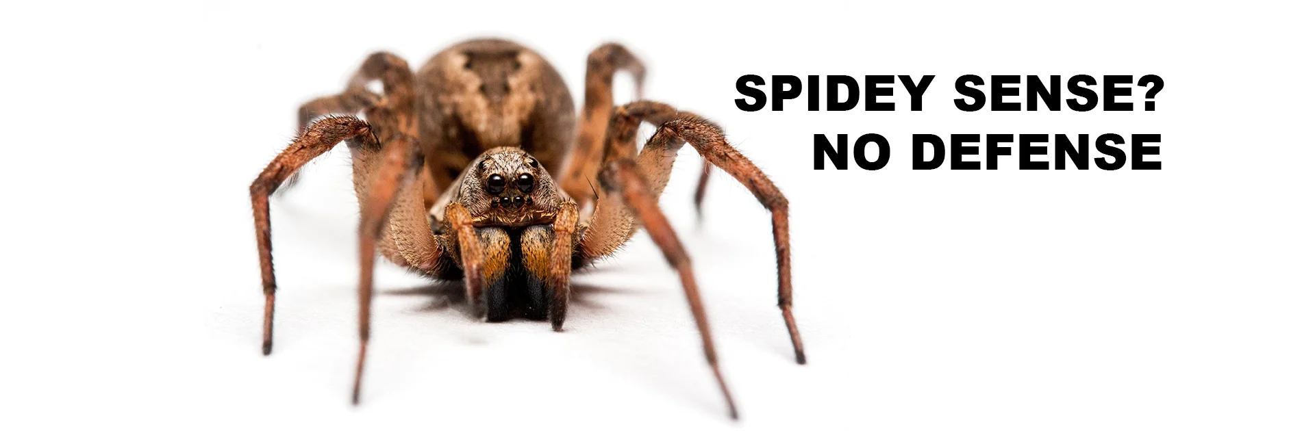 Menacing Looking Spider that Pathfinder Will Erradicate