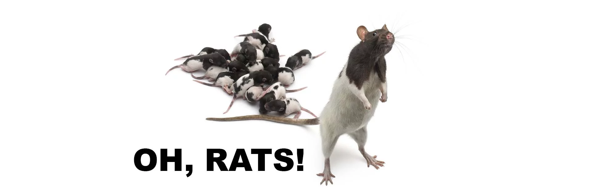 Mother Rat with Lots of Babies Creating Unsanitary Conditions in the Home