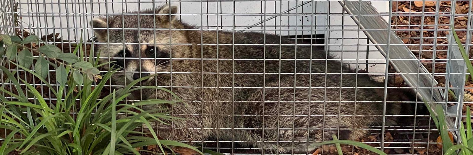 raccoon menace caught in trap by Pathfinder Pest Control service