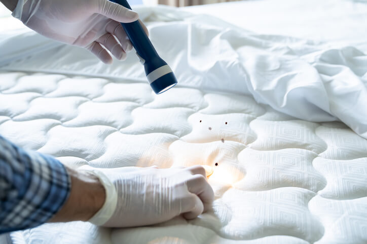 inspection-for-bed-bugs