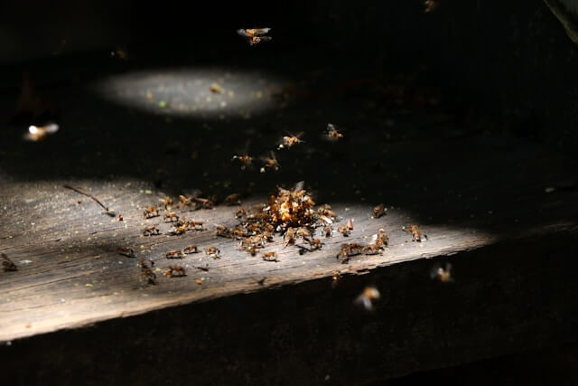 termite nest
