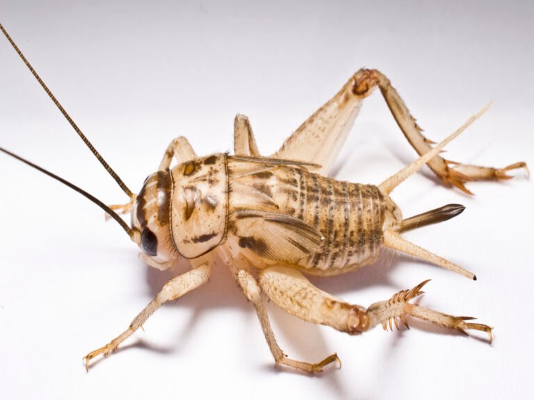 What Kind of Crickets Do I Have in My House?