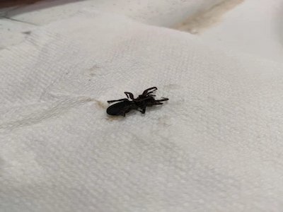 professional bed bug removl in tulsa