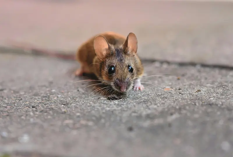 mouse exterminator tulsa