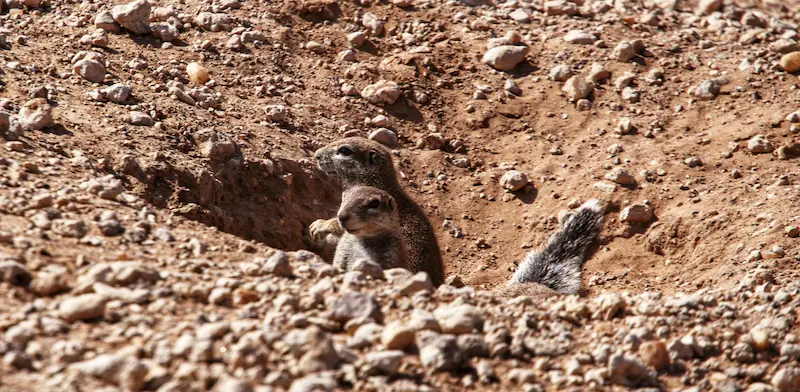 Are Gophers Dangerous