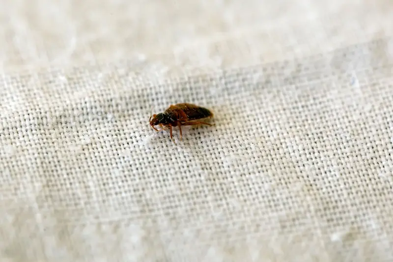 Bed Bugs Signs on Sheets