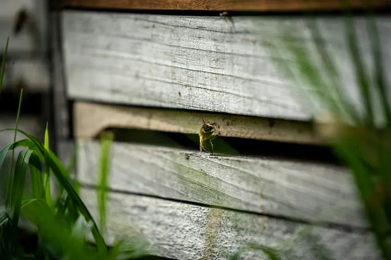 Eco-Friendly Pest Control