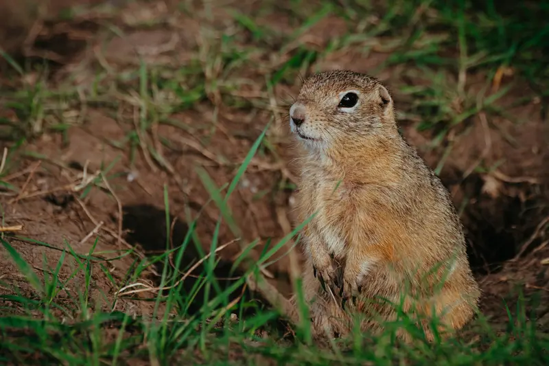 Are Gophers Dangerous