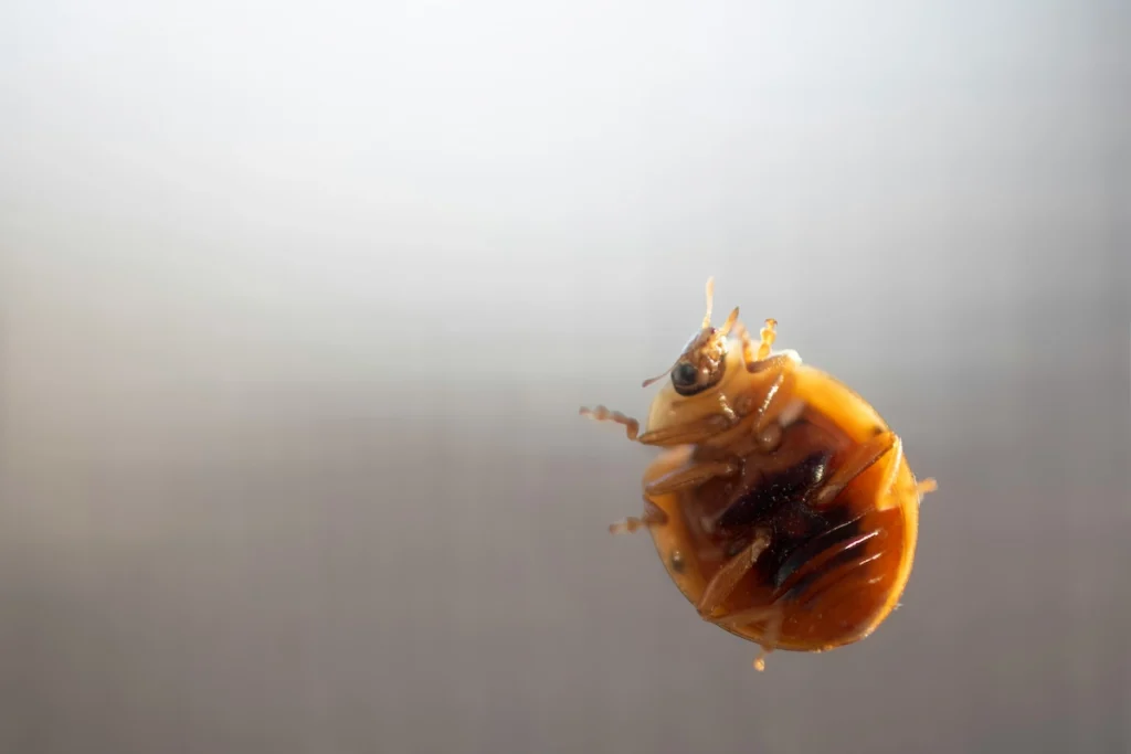 What Causes Bed Bugs