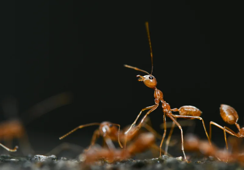 Are Ants Dangerous