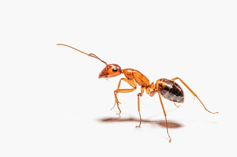 How To Get Rid of Ants