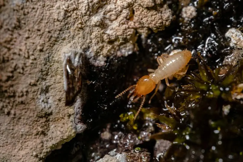 What Do Termites Look Like