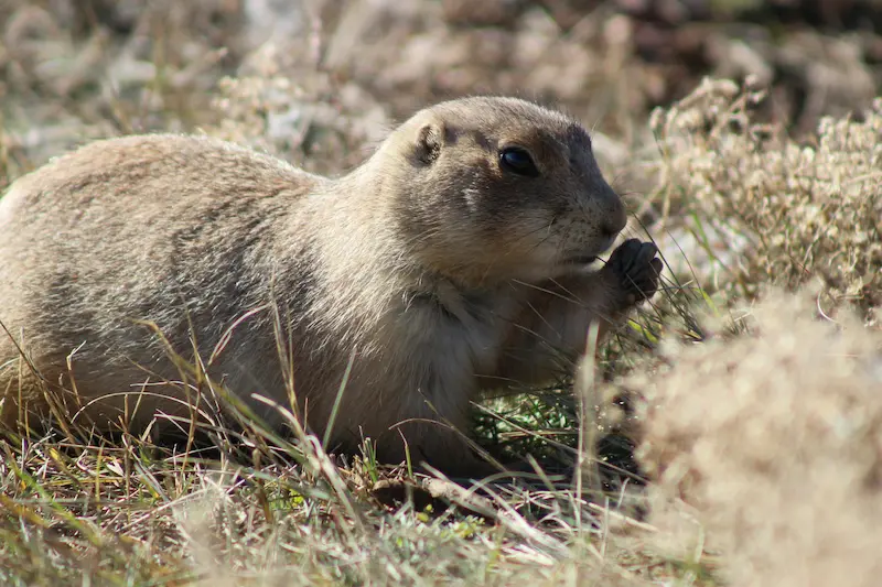 What Does a Gopher Look Like