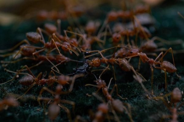 tulsa ant control