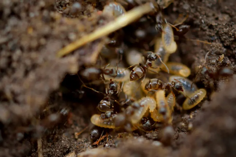 ants control tulsa