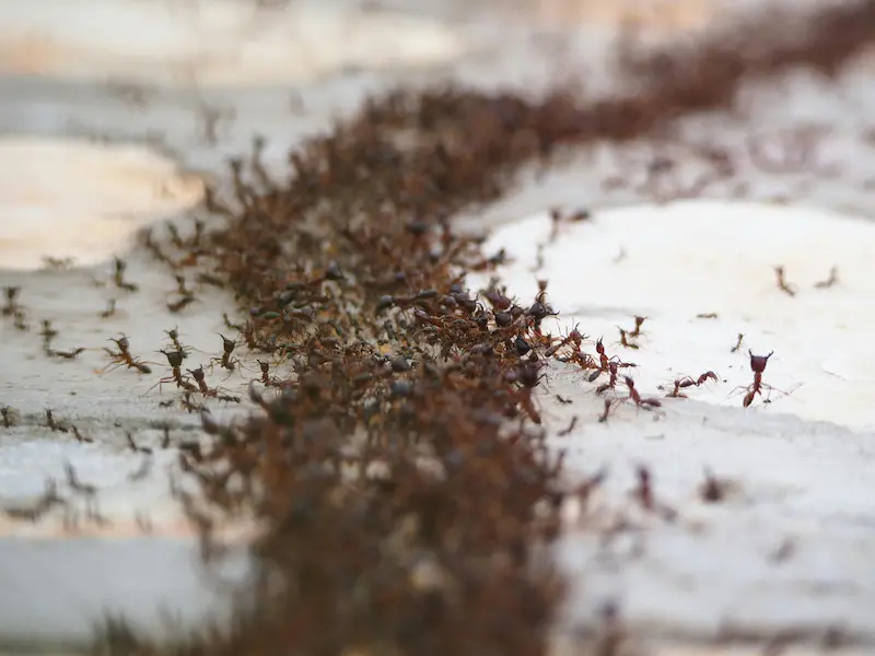 Are Ants Dangerous