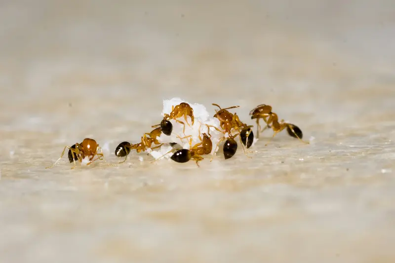 How To Get Rid of Ants