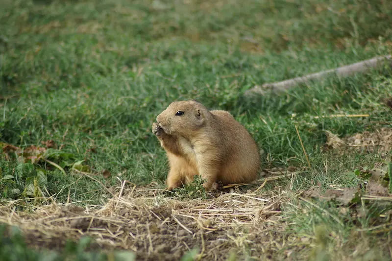 gopher removal tulsa