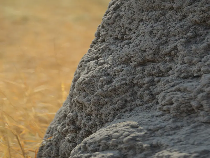 termites control tulsa