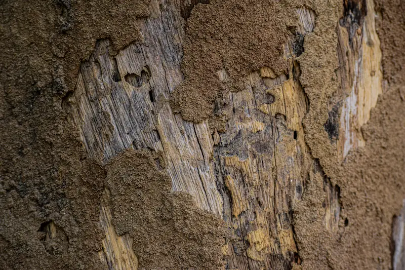 What Do Termites Look Like