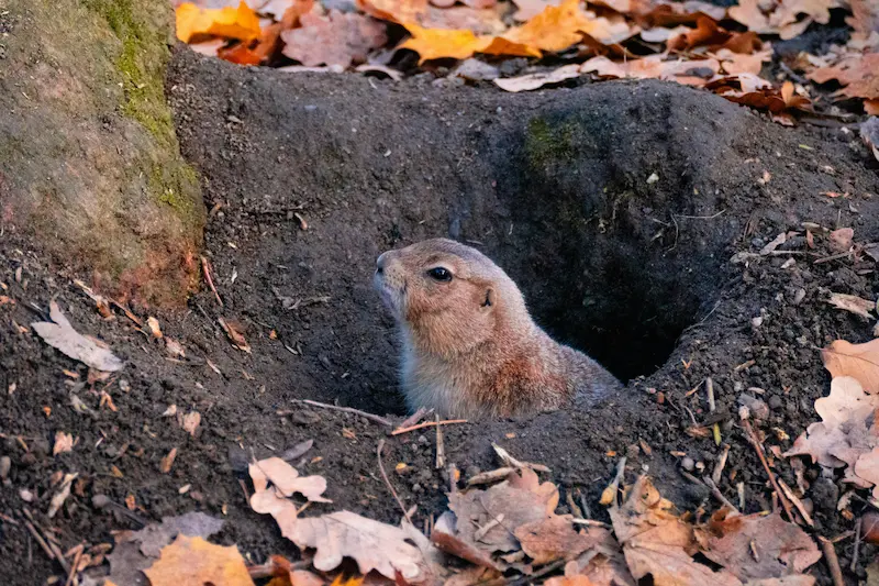 tulsa gophers